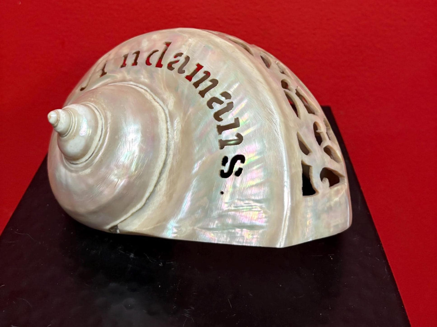 Stunning antique shell  6 inches long from ANDAMANS  islands  perfect condition - wow  perfect gift