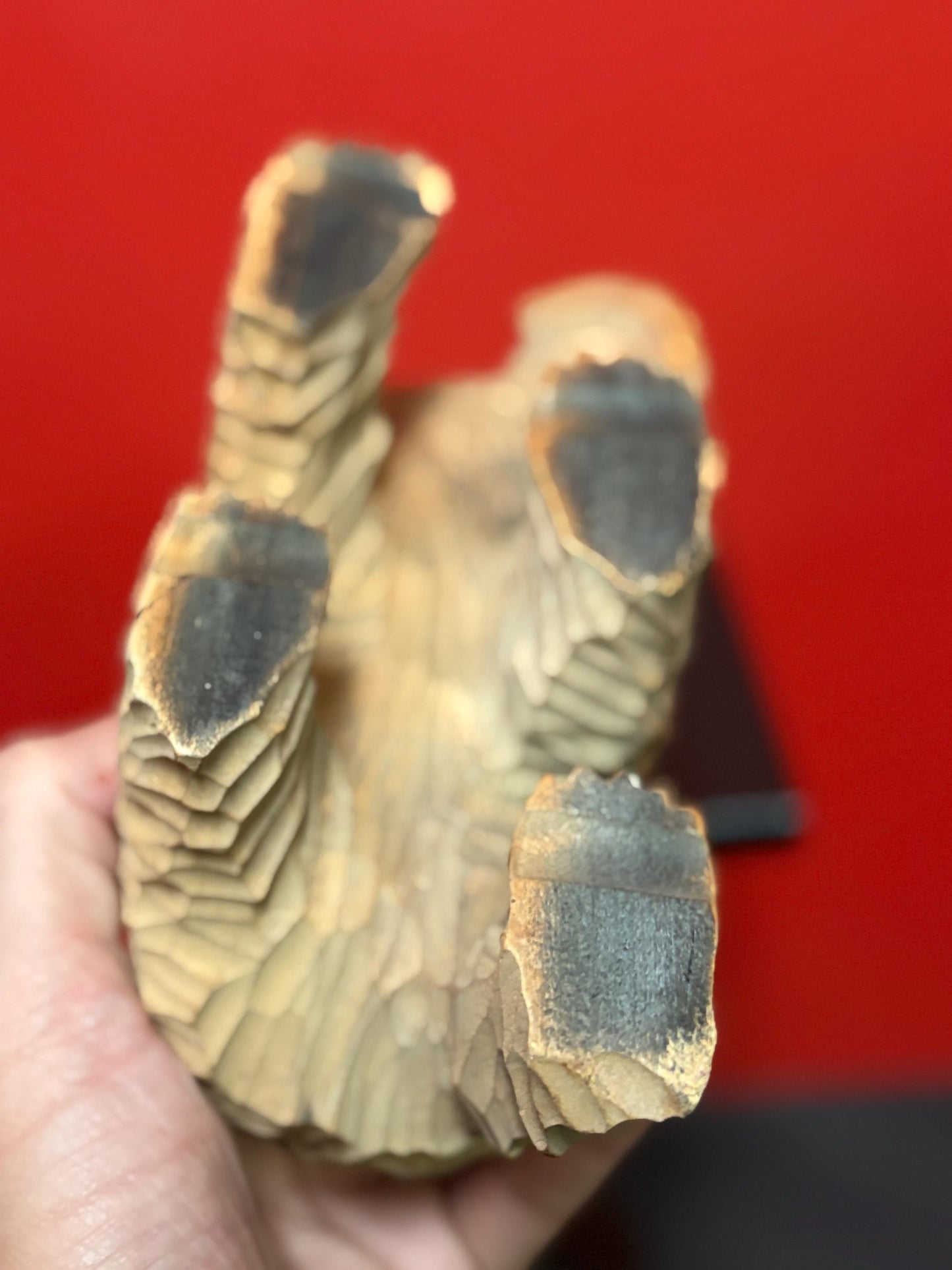 Antique Canadian carved wooden bear with salmon in mouth  7 1/2 x 4 high  nice detail  perfect gift